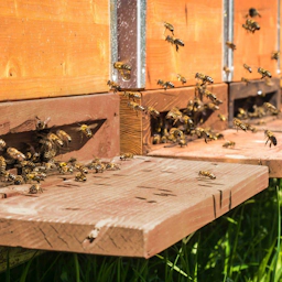 Bees on a timber construction to illustrate biodiversity